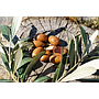 Remmele's Propolis Argan Nagelöl, 10 ml